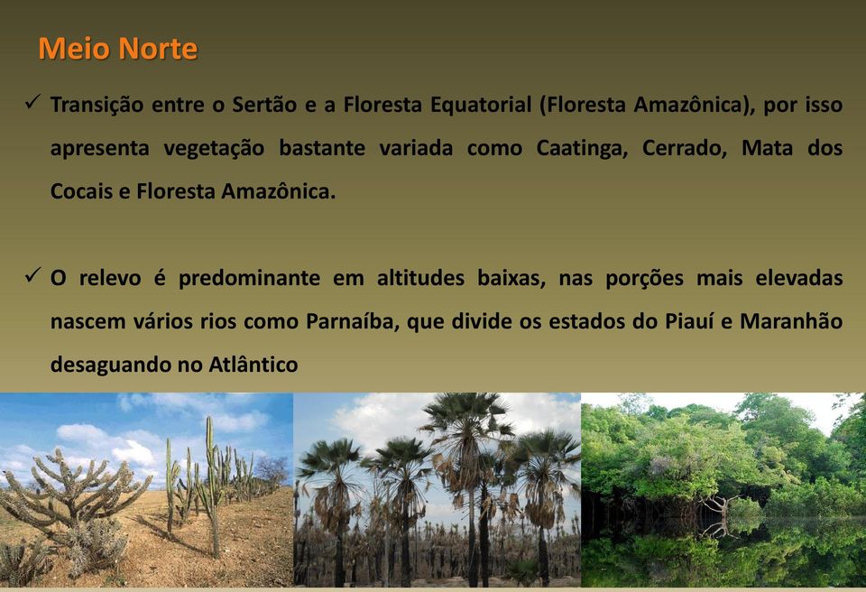 Floresta Amazônica.