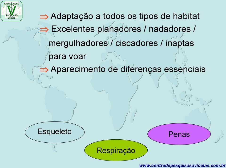 mergulhadores / ciscadores / inaptas para voar