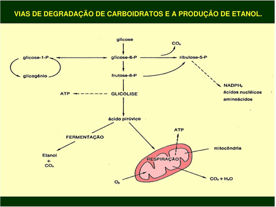 CARBOIDRATOS E