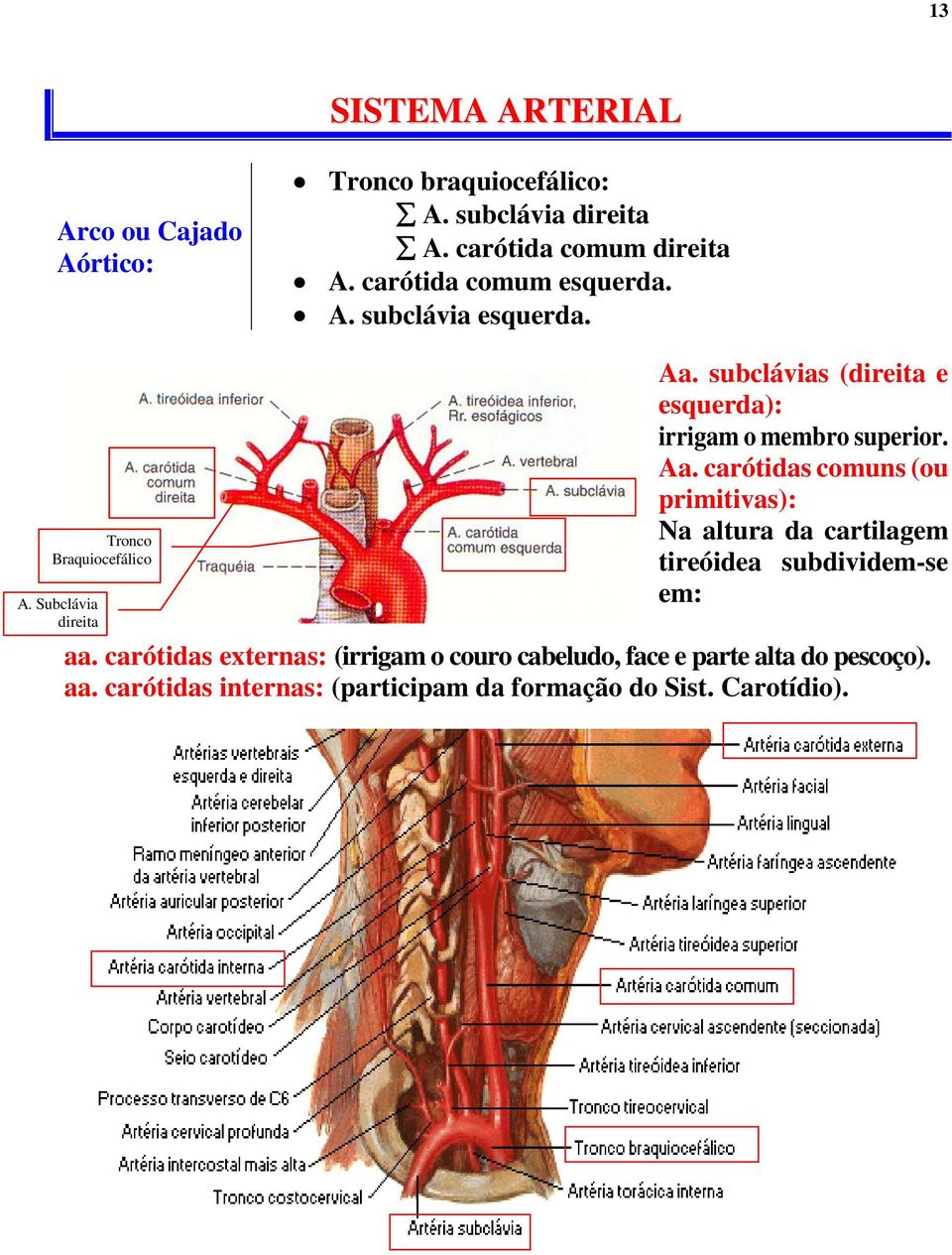subclávias (direita e esquerda): irrigam o membro superior. Aa.