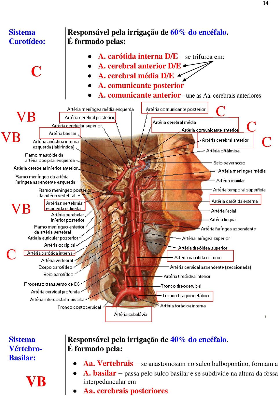 cerebrais anteriores C C C VB C Sistema Vértebro- Basilar: VB Responsável pela irrigação de 40% do encéfalo. É formado pela: Aa.