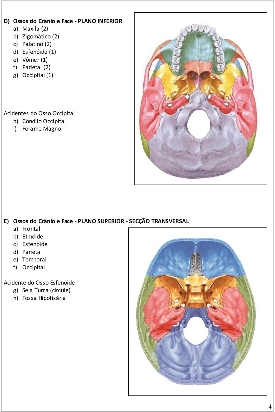 Forame Magno E) Ossos do Crânio e Face - PLANO SUPERIOR - SECÇÃO TRANSVERSAL a) Frontal b) Etmóide c)