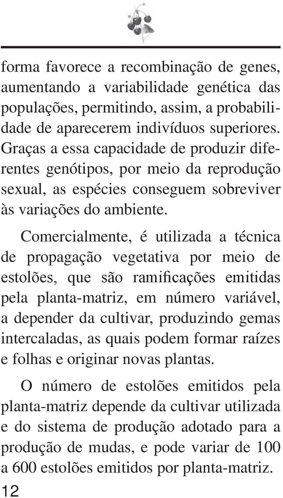 Comercialmente, é utilizada a técnica de propagação vegetativa por meio de estolões, que são ramificações emitidas pela planta-matriz, em número variável, a depender da cultivar, produzindo gemas