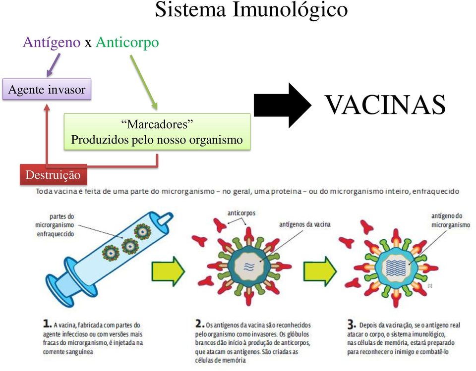 Marcadores Produzidos pelo