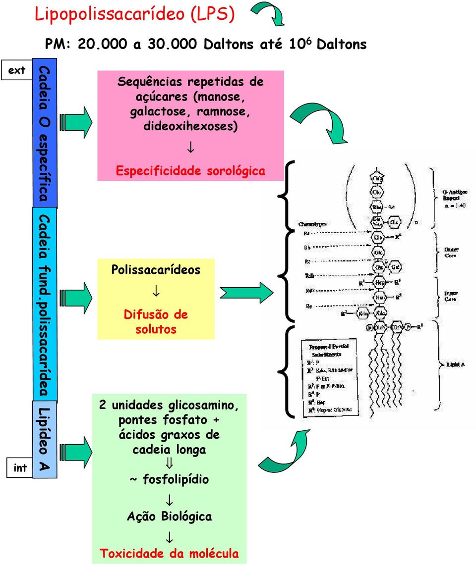 dideoxihexoses) Especificidade sorológica Polissacarídeos Difusão de solutos int 2 unidades