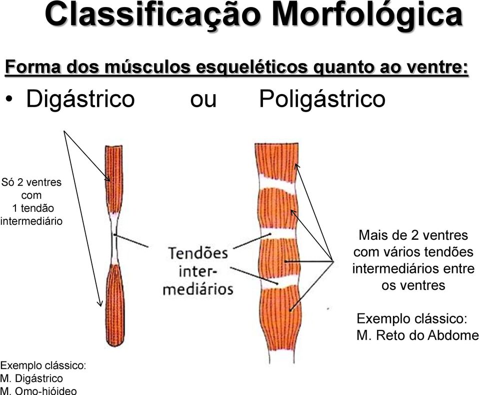 quanto ao ventre: Digástrico ou Poligástrico Só 2 ventres com 1 tendão