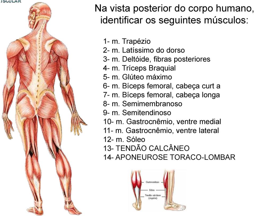 Bíceps femoral, cabeça curt a 7- m. Bíceps femoral, cabeça longa 8- m. Semimembranoso 9- m.