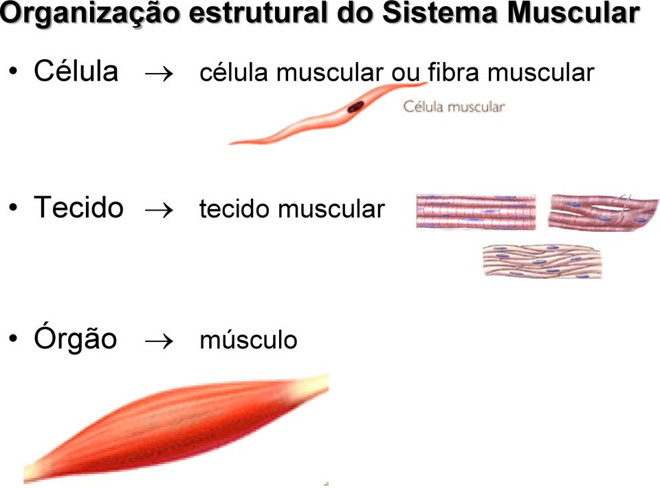 célula muscular ou fibra