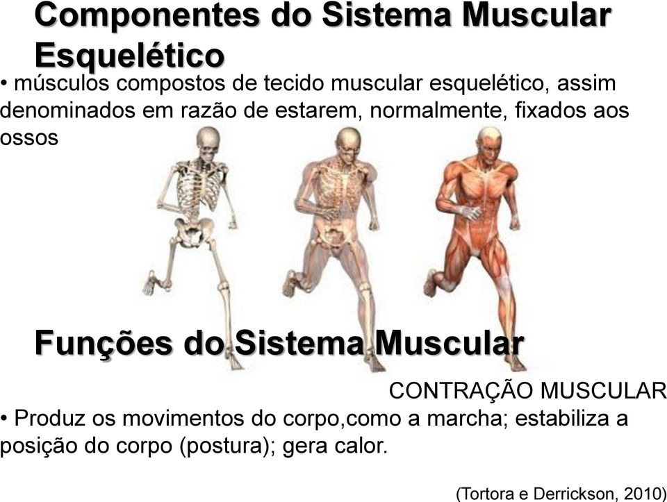 normalmente, fixados aos ossos Funções do Sistema Muscular CONTRAÇÃO MUSCULAR Produz