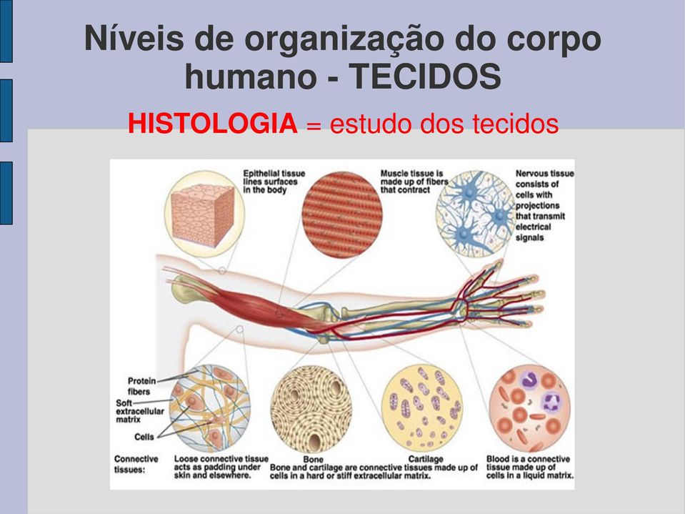 corpo humano -