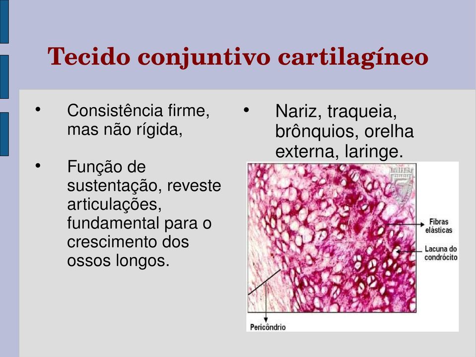 articulações, fundamental para o crescimento dos