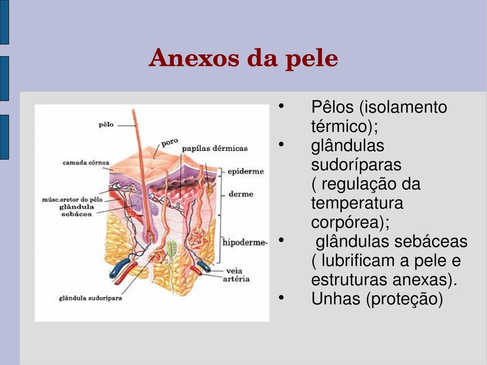 temperatura corpórea); glândulas sebáceas (