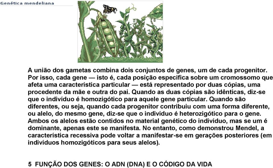 Quando as duas cópias são idênticas, diz-se que o indivíduo é homozigótico para aquele gene particular.