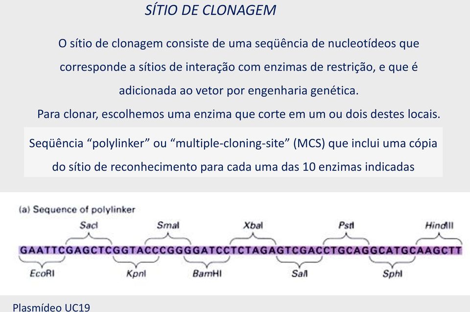 Para clonar, escolhemos uma enzima que corte em um ou dois destes locais.