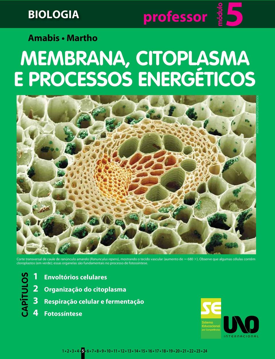 Observe que algumas células contêm cloroplastos (em verde); essas organelas são fundamentais no processo de fotossíntese.