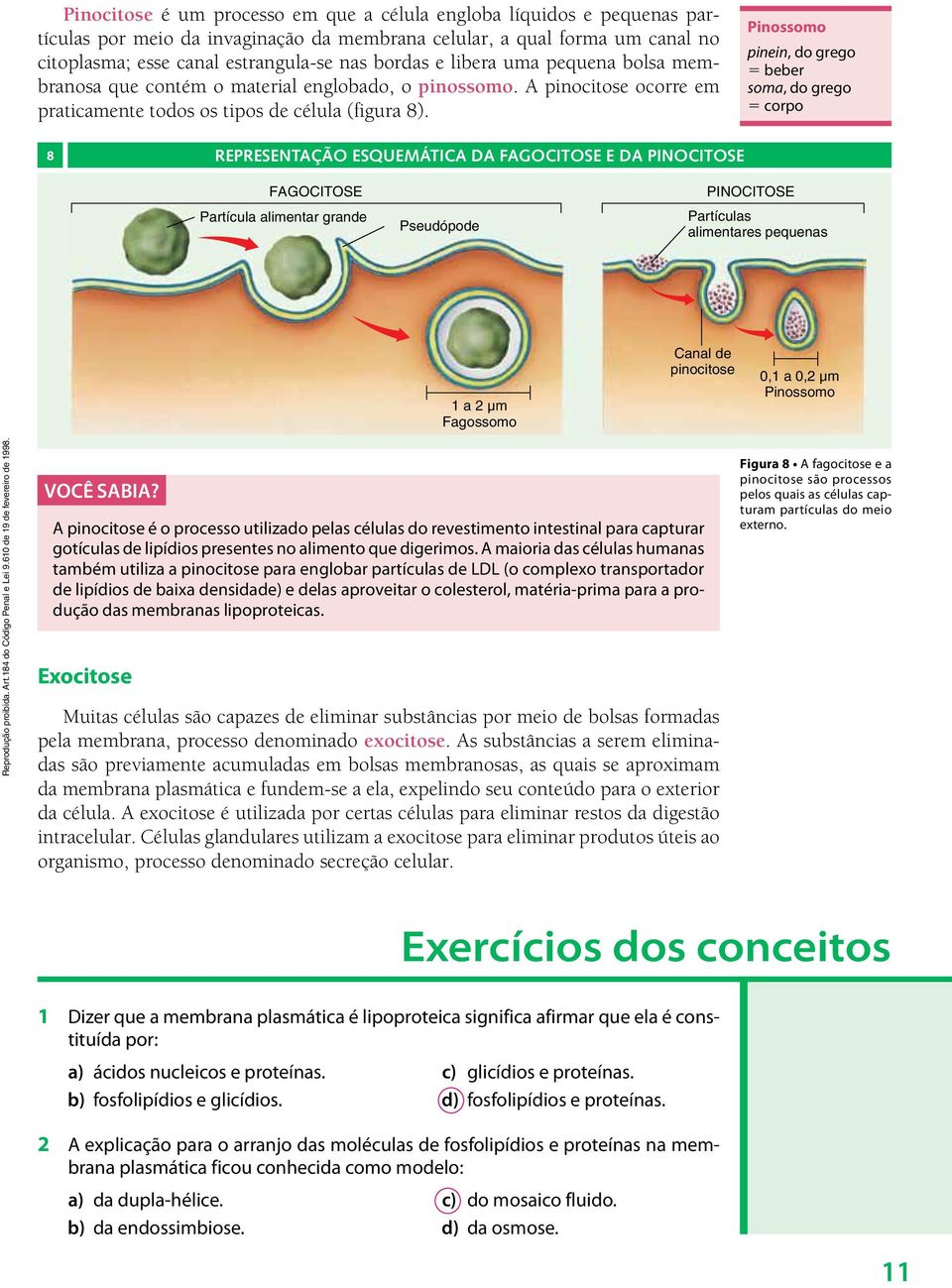 Pinossomo pinein, do grego 5 beber soma, do grego 5 corpo 8 Representação esquemática da fagocitose e da pinocitose FAGOCITOSE Partícula alimentar grande Pseudópode PINOCITOSE Partículas alimentares