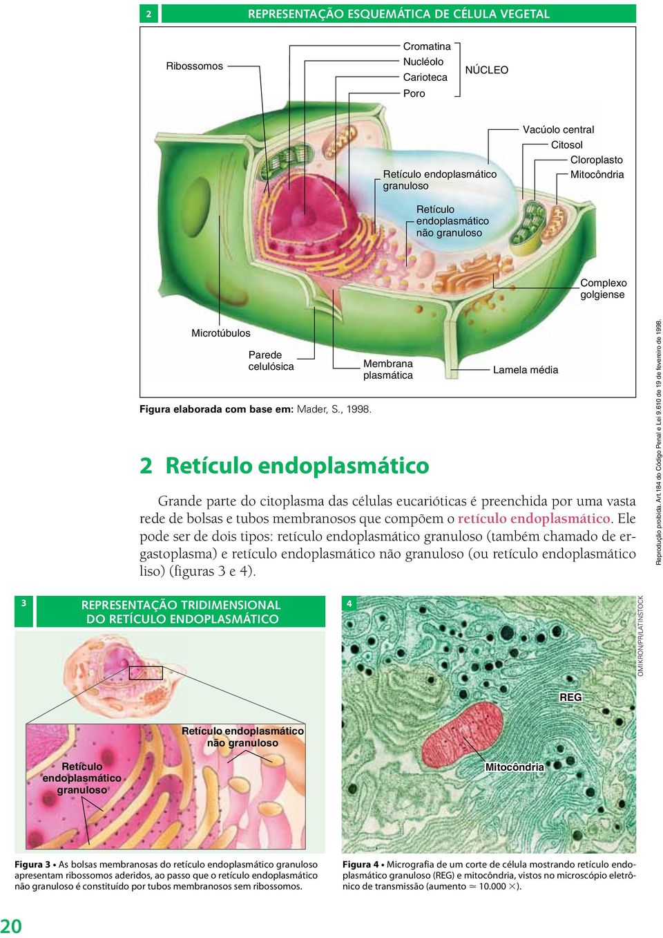 Membrana plasmática 2 Retículo endoplasmático Lamela média Grande parte do citoplasma das células eucarióticas é preenchida por uma vasta rede de bolsas e tubos membranosos que compõem o retículo