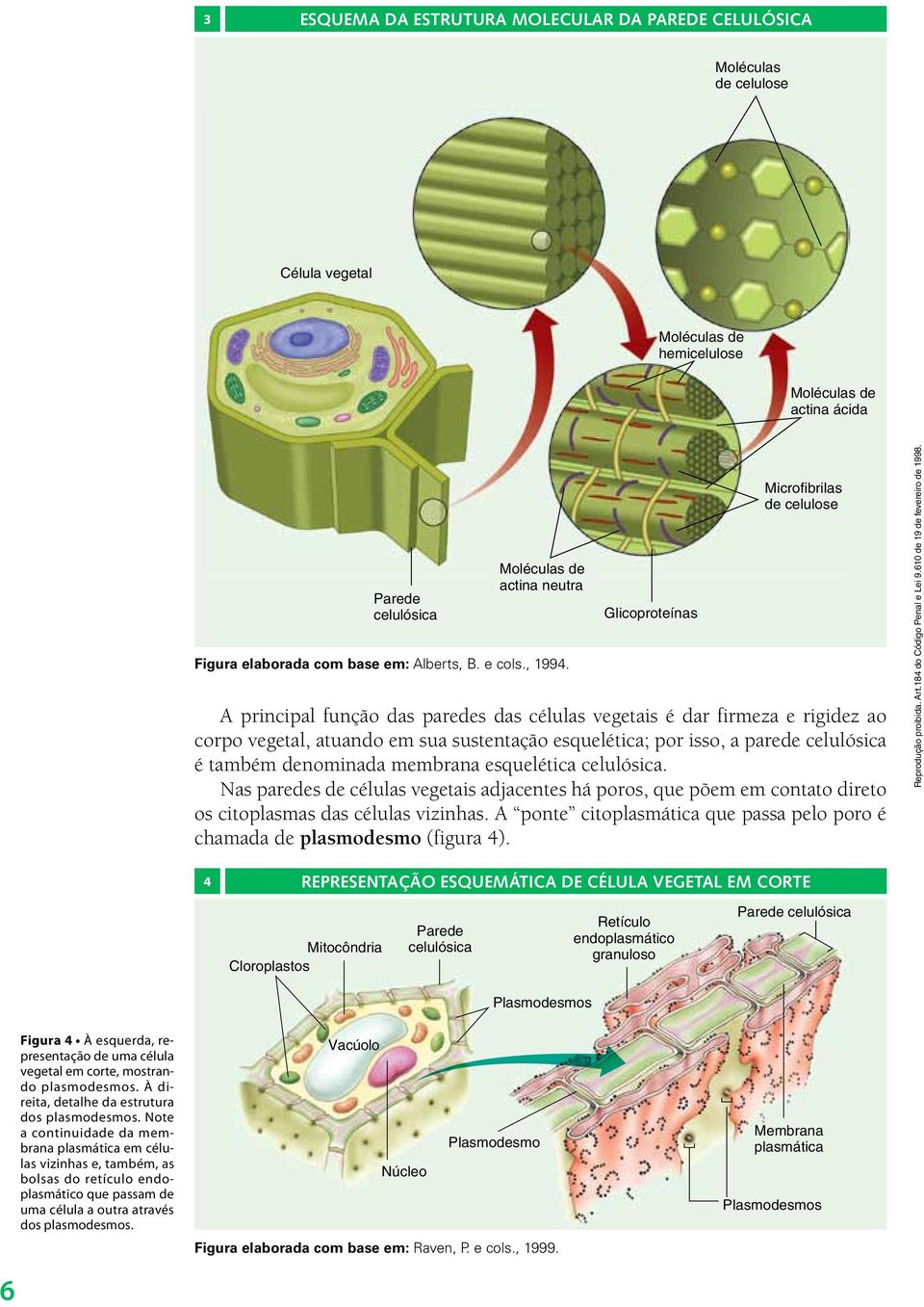 Glicoproteínas Microfibrilas de celulose A principal função das paredes das células vegetais é dar firmeza e rigidez ao corpo vegetal, atuando em sua sustentação esquelética; por isso, a parede