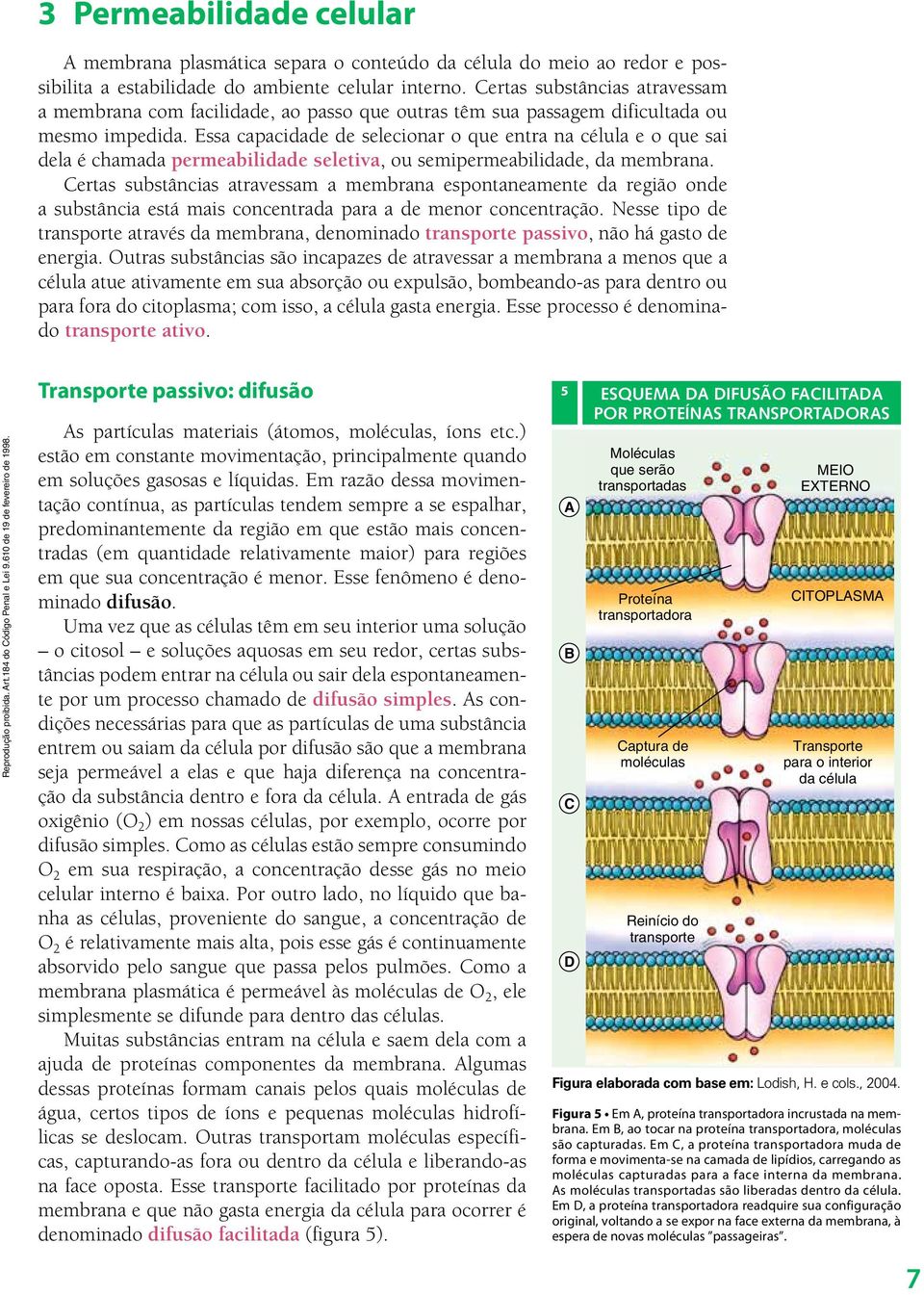 Essa capacidade de selecionar o que entra na célula e o que sai dela é chamada permeabilidade seletiva, ou semipermeabilidade, da membrana.