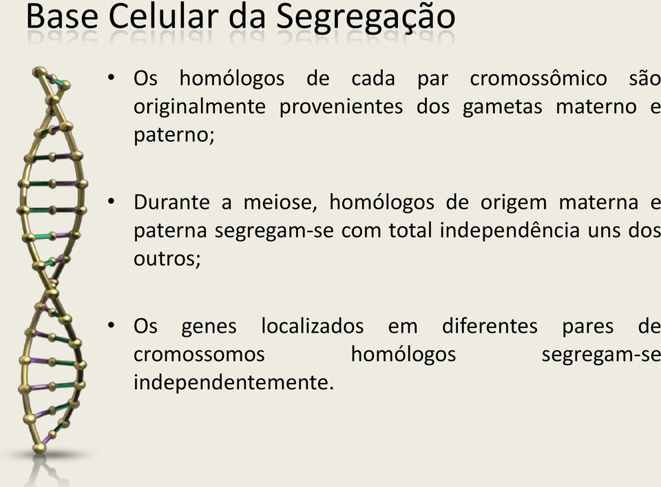 materna e paterna segregam-se com total independência uns dos outros; Os genes