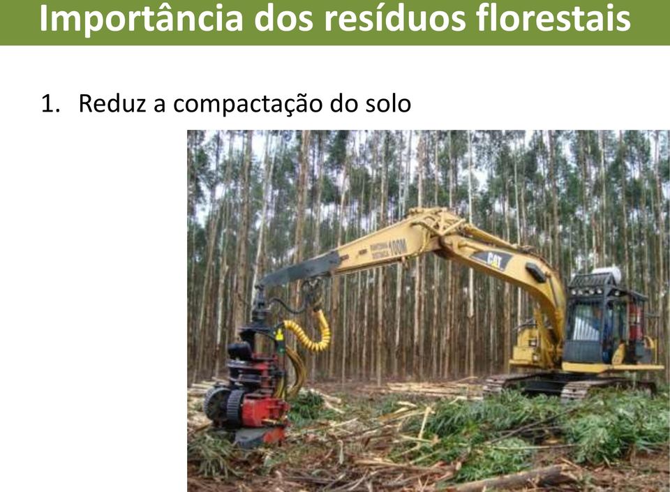 florestais 1.