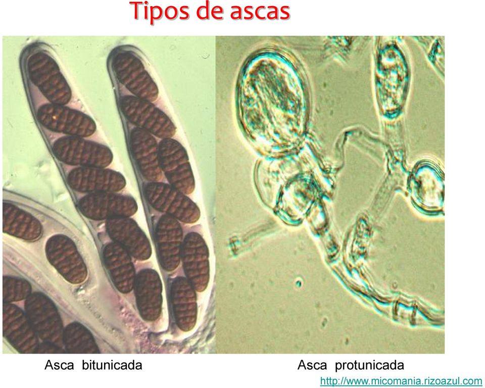 protunicada