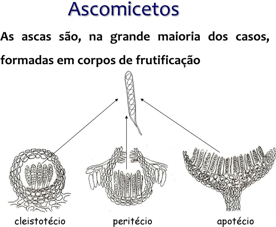 formadas em corpos de