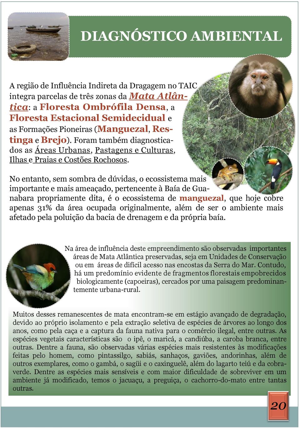 No entanto, sem sombra de dúvidas, o ecossistema mais importante e mais ameaçado, pertencente à Baía de Guanabara propriamente dita, é o ecossistema de manguezal, que hoje cobre apenas 31% da área