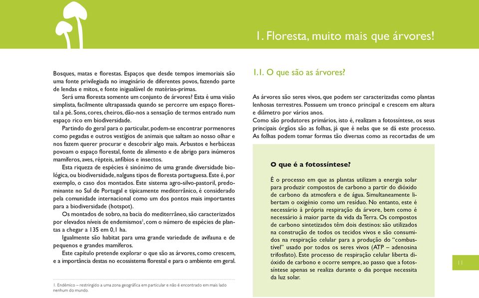 Será uma floresta somente um conjunto de árvores? Esta é uma visão simplista, facilmente ultrapassada quando se percorre um espaço florestal a pé.