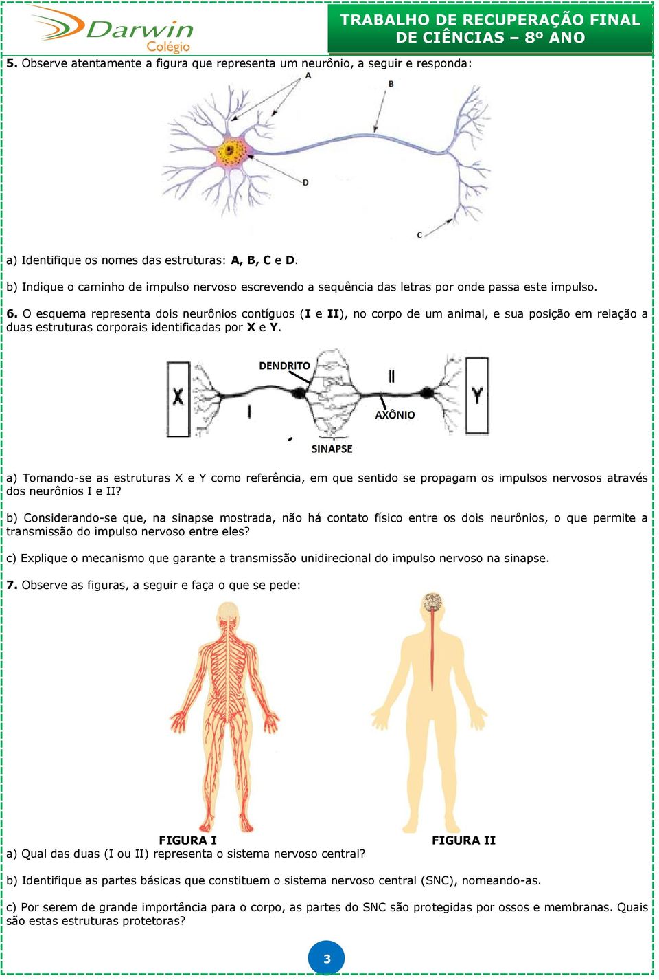 O esquema representa dois neurônios contíguos (I e II), no corpo de um animal, e sua posição em relação a duas estruturas corporais identificadas por X e Y.
