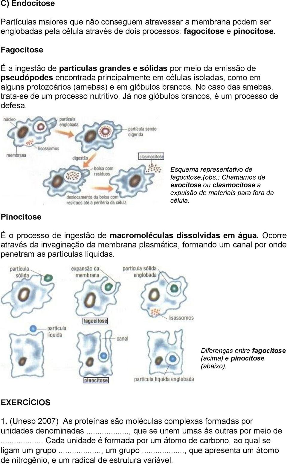 No caso das amebas, trata-se de um processo nutritivo. Já nos glóbulos brancos, é um processo de defesa. Pinocitose Esquema representativo de fagocitose.(obs.