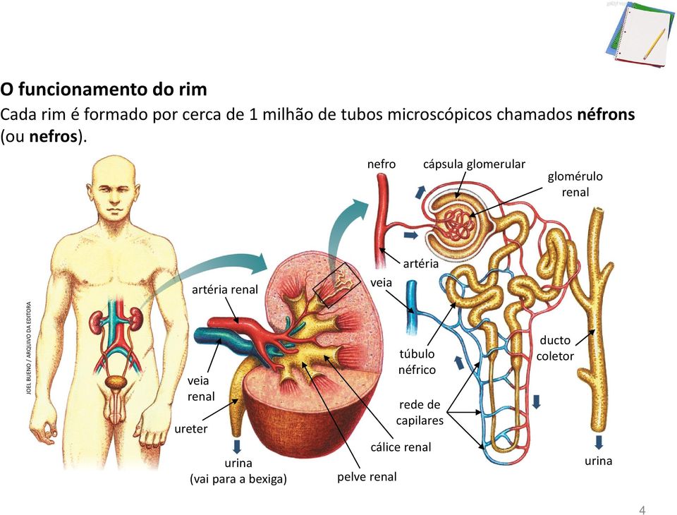 nefro cápsula glomerular glomérulo renal artéria renal veia artéria JOEL BUENO /