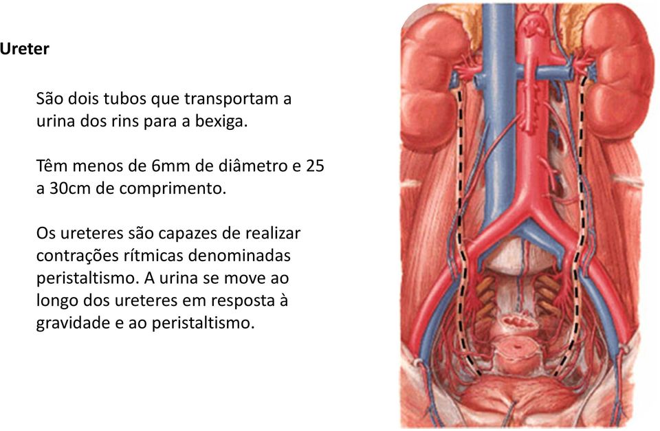 Os ureteres são capazes de realizar contrações rítmicas denominadas