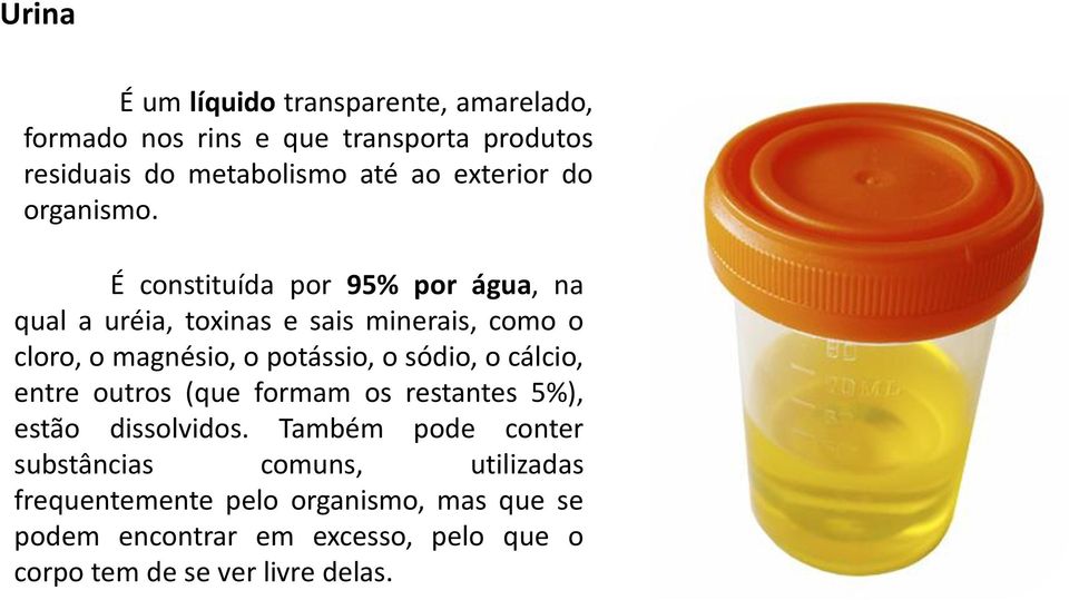 É constituída por 95% por água, na qual a uréia, toxinas e sais minerais, como o cloro, o magnésio, o potássio, o sódio, o