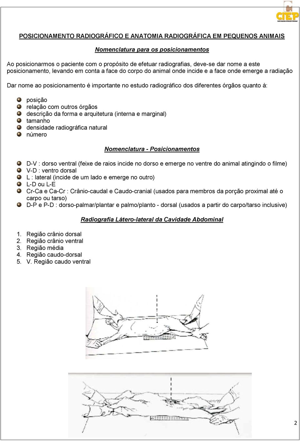 à: posição relação com outros órgãos descrição da forma e arquitetura (interna e marginal) tamanho densidade radiográfica natural número Nomenclatura - Posicionamentos D-V : dorso ventral (feixe de