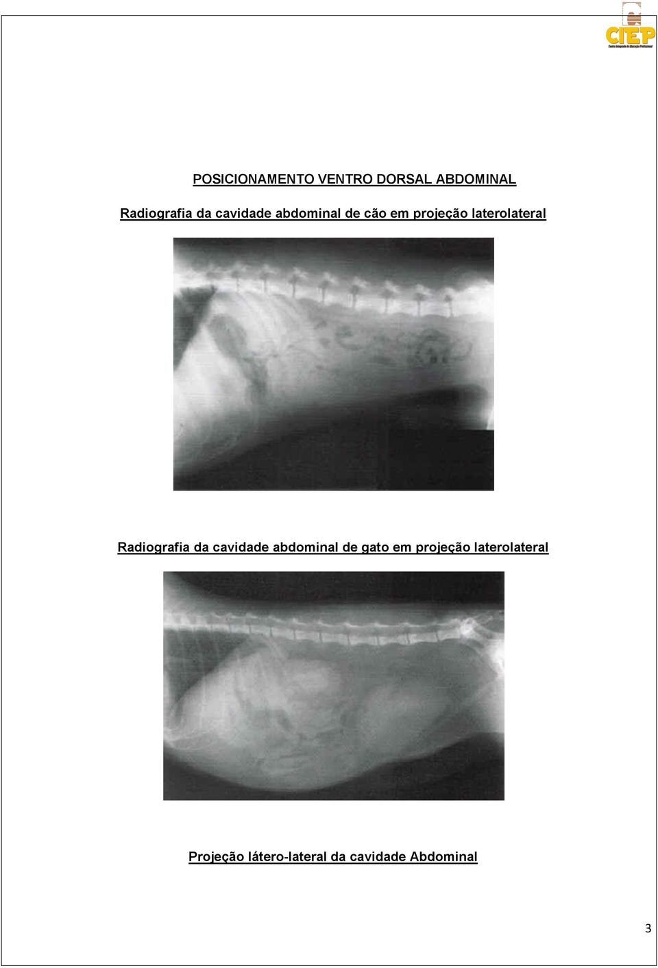 Radiografia da cavidade abdominal de gato em projeção