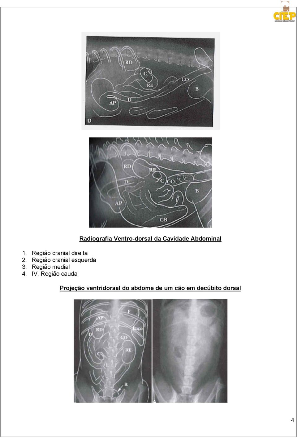 Região caudal Radiografia Ventro-dorsal da