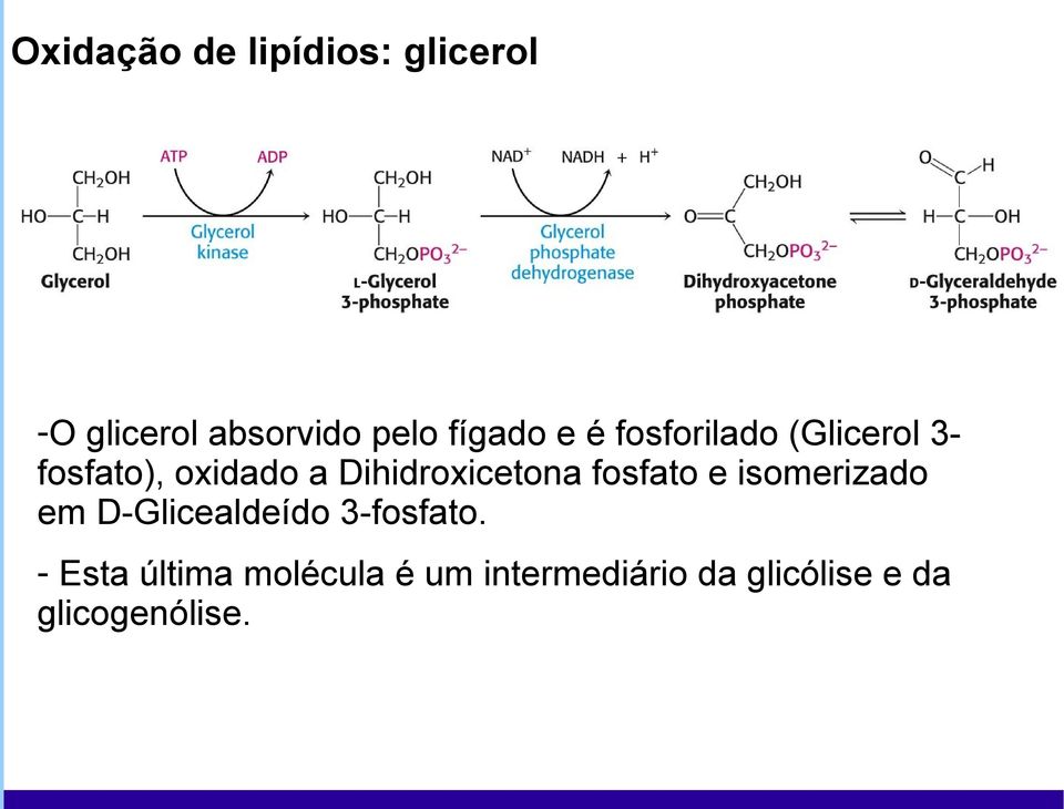 Dihidroxicetona fosfato e isomerizado em D-Glicealdeído