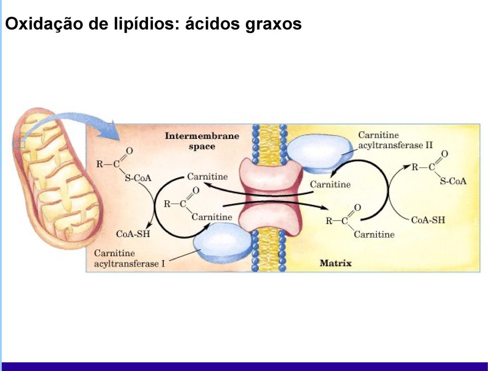 lipídios: