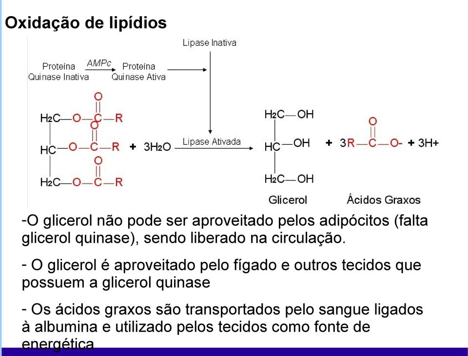 - O glicerol é aproveitado pelo fígado e outros tecidos que possuem a glicerol