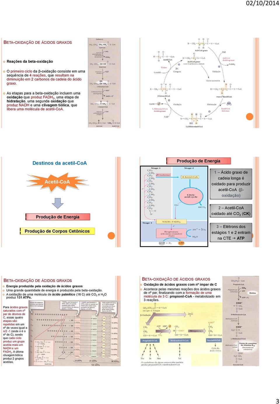 Destinos da acetil-coa Acetil-CoA Produção de Energia 1 Ácido graxo de cadeia longa é oxidado para produzir acetil-coa (βoxidação) Produção de Energia Produção de Corpos Cetônicos 2 Acetil-CoA