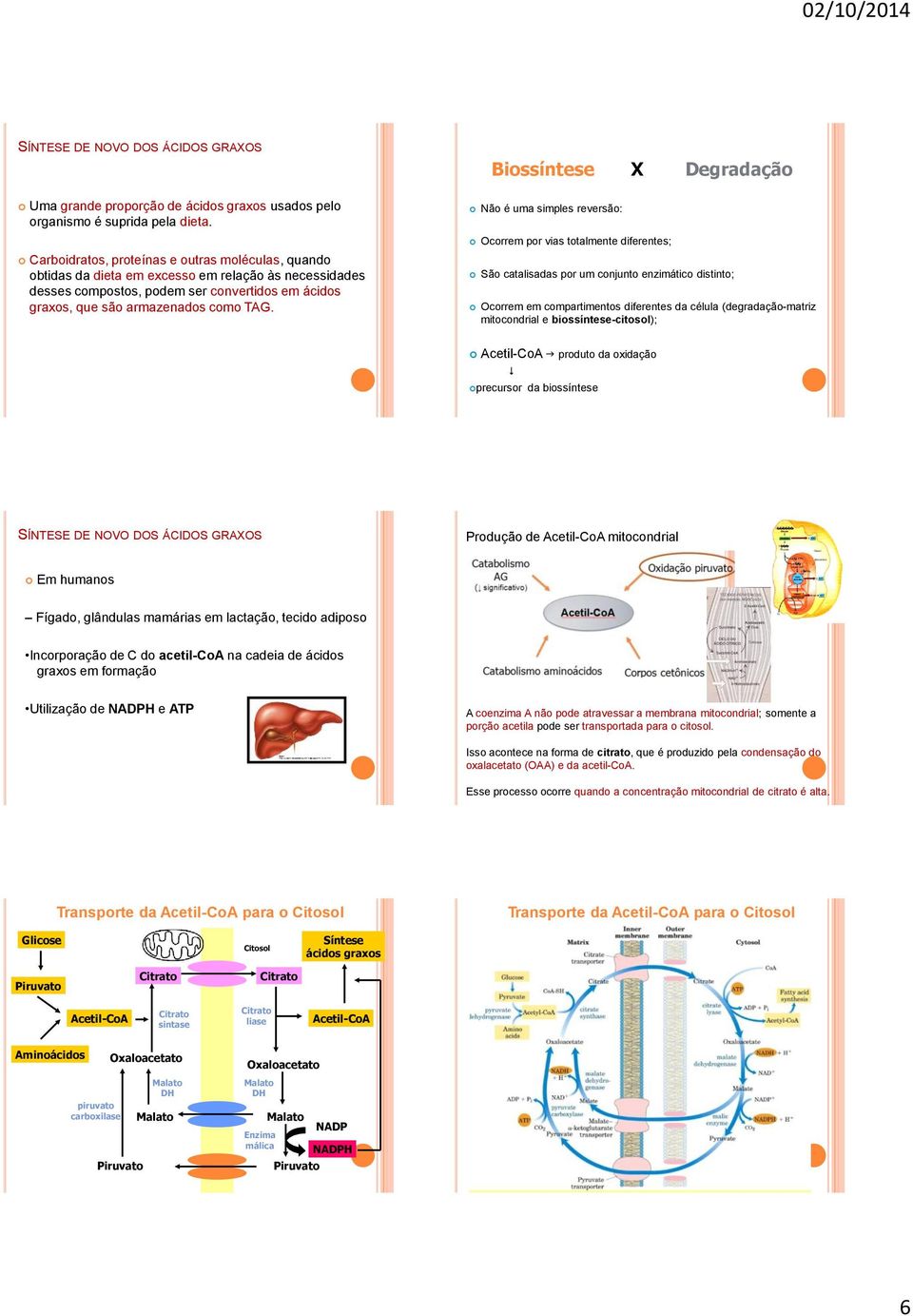 Biossíntese X Degradação Não é uma simples reversão: Ocorrem por vias totalmente diferentes; São catalisadas por um conjunto enzimático distinto; Ocorrem em compartimentos diferentes da célula