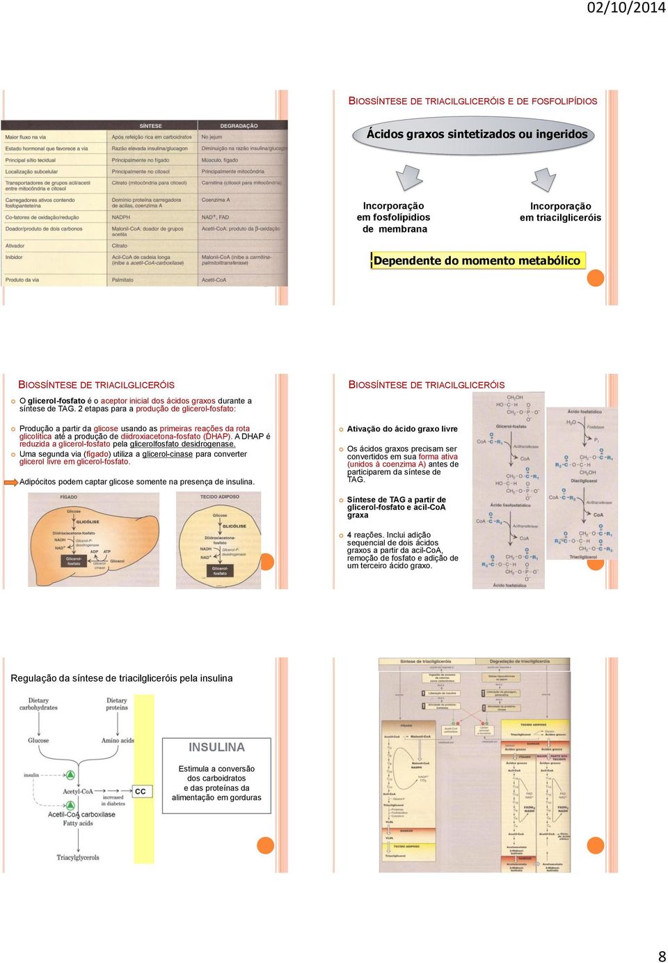 2 etapas para a produção de glicerol-fosfato: Produção a partir da glicose usando as primeiras reações da rota glicolítica até a produção de diidroxiacetona-fosfato (DHAP).