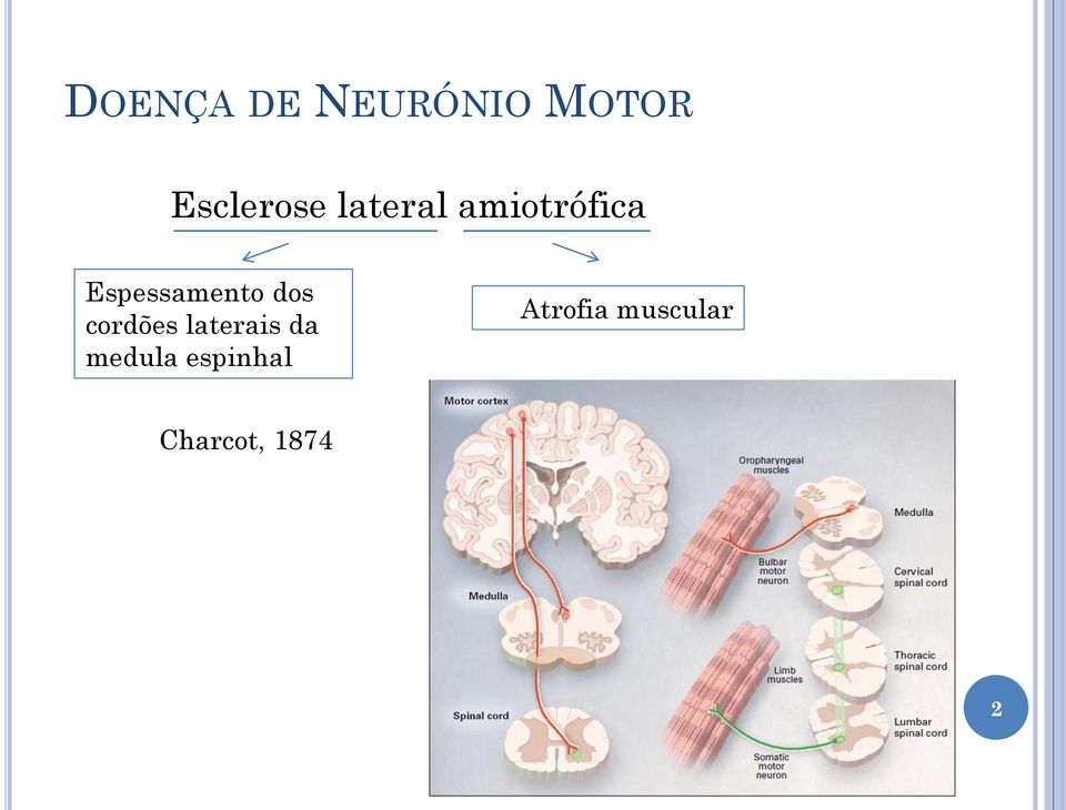 dos cordões laterais da medula