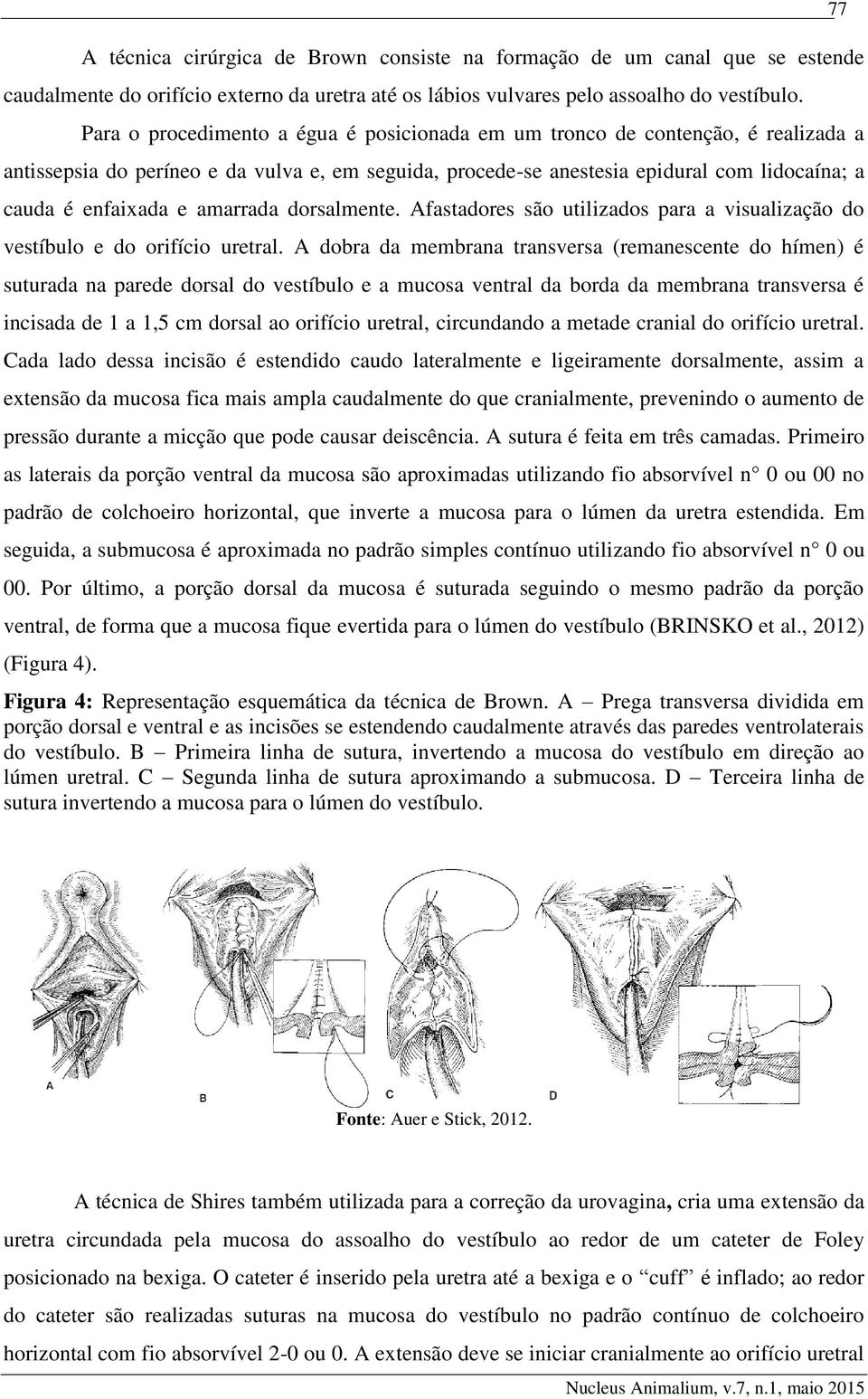 amarrada dorsalmente. Afastadores são utilizados para a visualização do vestíbulo e do orifício uretral.