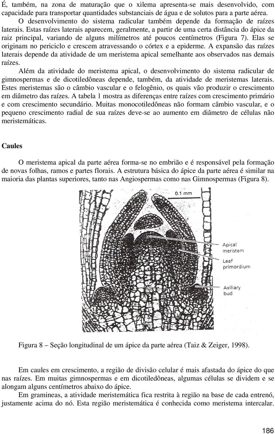 Estas raízes laterais aparecem, geralmente, a partir de uma certa distância do ápice da raiz principal, variando de alguns milímetros até poucos centímetros (Figura 7).