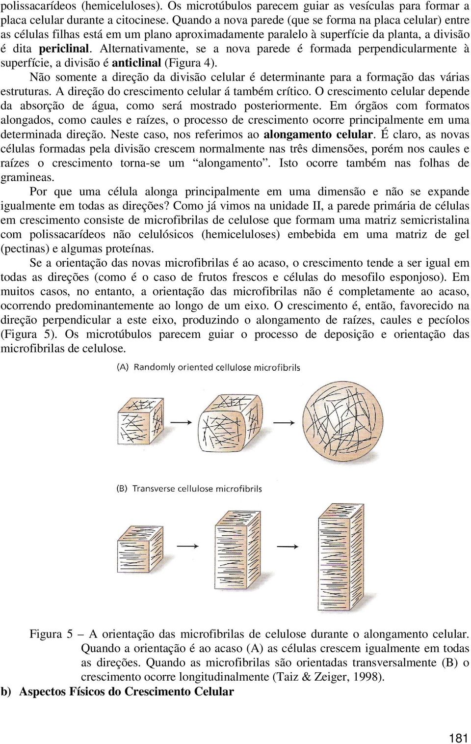 Alternativamente, se a nova parede é formada perpendicularmente à superfície, a divisão é anticlinal (Figura 4).