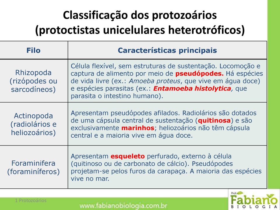 : Entamoeba histolytica, que parasita o intestino humano). Apresentam pseudópodes afilados.