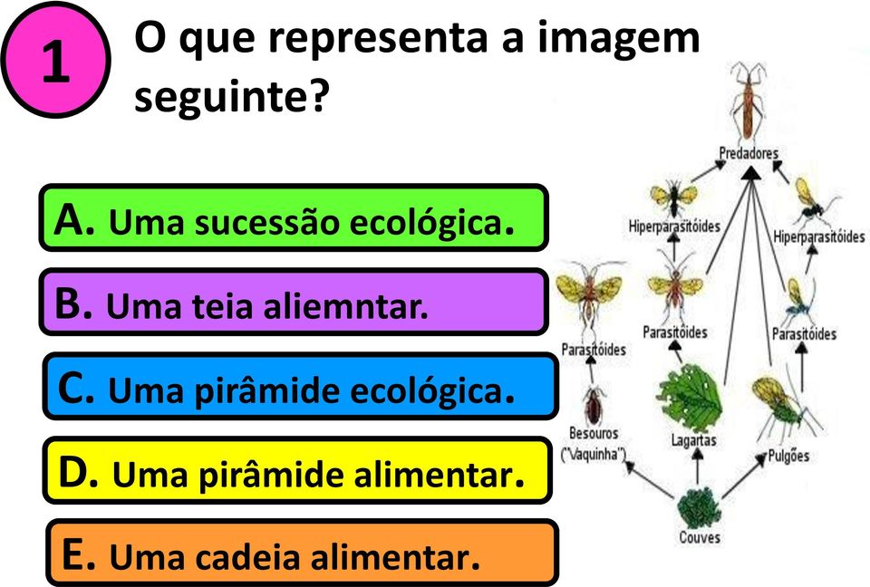 Uma teia aliemntar. C.