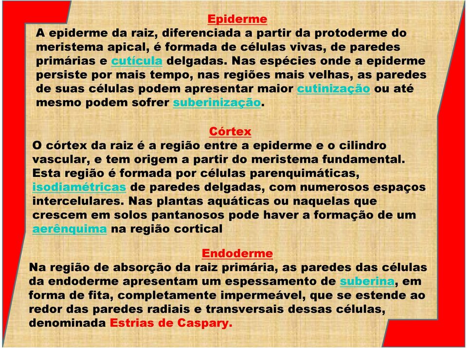 Córtex O córtex da raiz é a região entre a epiderme e o cilindro vascular, e tem origem a partir do meristema fundamental.